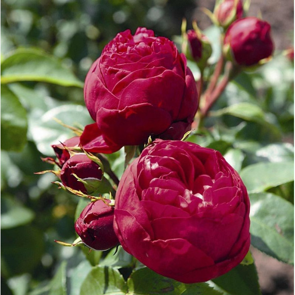 ROYAL PIANO® ROYAL PIANO®